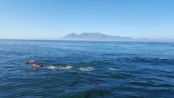 Abhejali se Stolovou horou a rasami